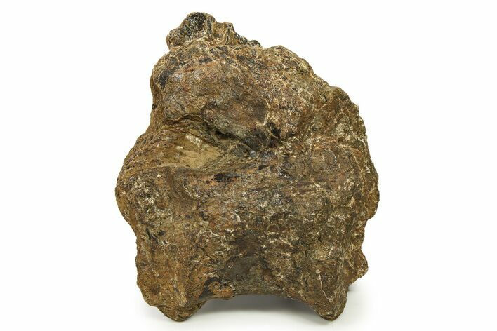 Fossil Sauropod (Camarasaurus) Dorsal Vertebra - Wyoming #304823
